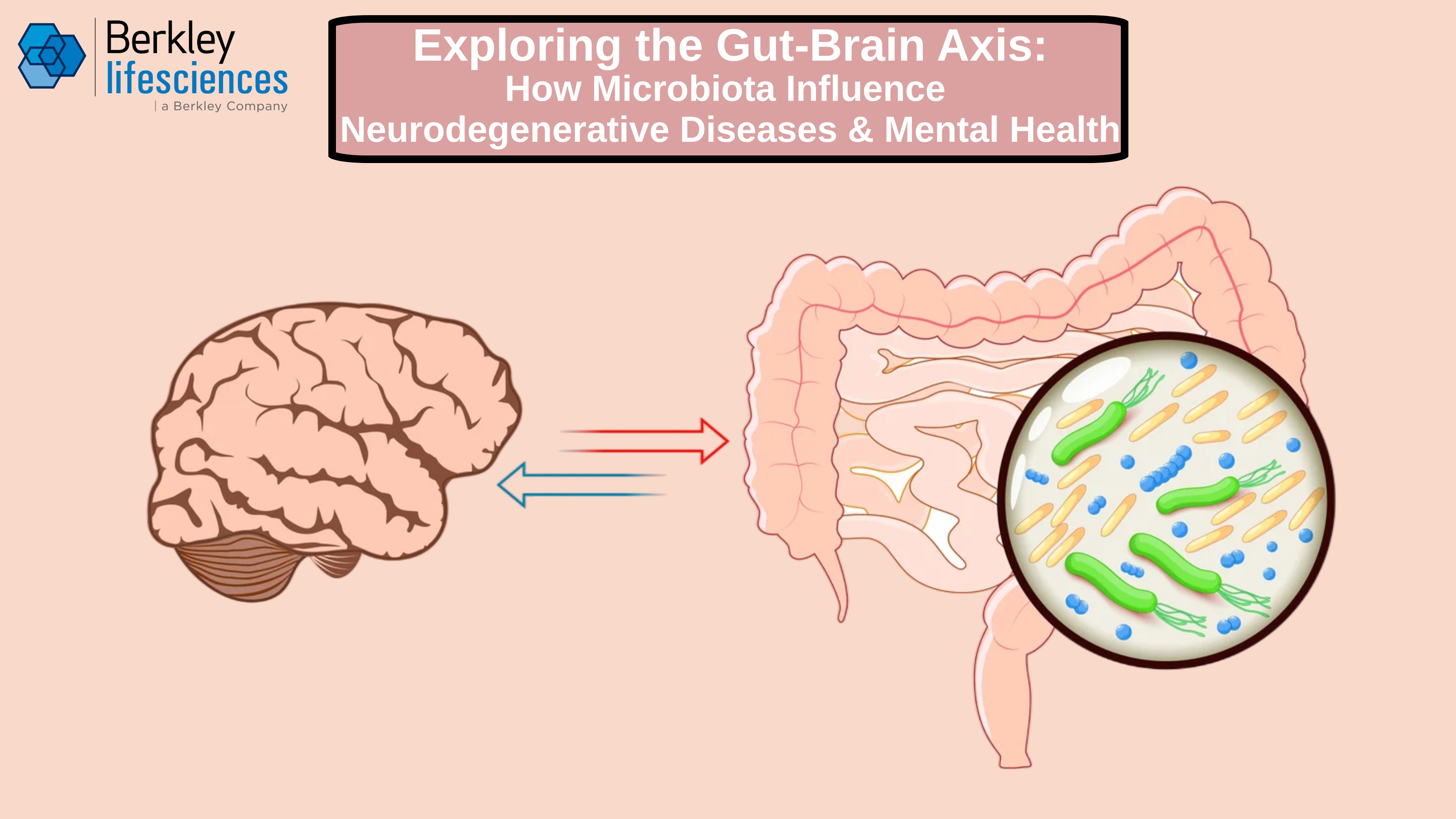 Gut Brain Axis